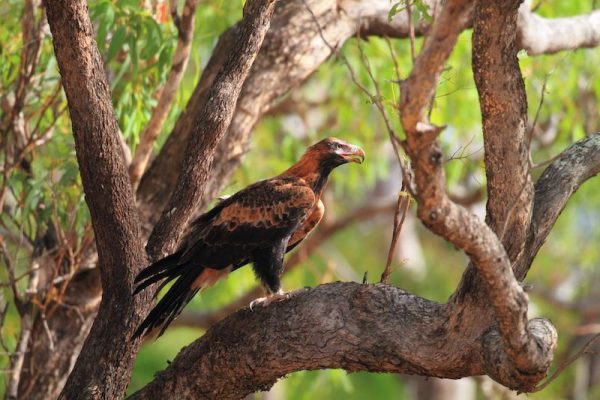 peninsula-arc-wedge-tailed-eagle