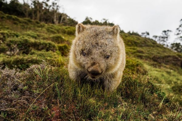 peninsula-arc-wombat