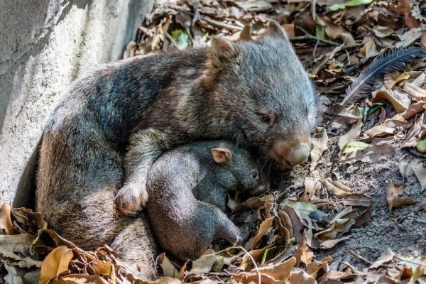 peninsula-arc-wombat-baby